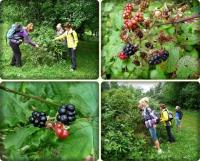 Jeżynki, jeżynki i smakoszki- z Przygody dziewczynki;-))))