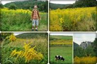 MIMOZA inaczej nawłoć to znak rozpoznawczy tej wycieczki- rosła po prostu wszedzie...