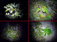 Nocny świat przyrody zamknięty w świetle czołówki