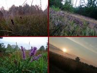 Zachwyciłam sie urodą poranka i...