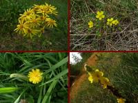 ŻÓŁTE JEST PIĘKNE...