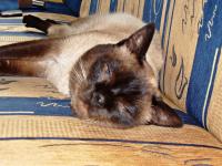 KUBA to kot mojego życia... bardzo mi GO brakuje...