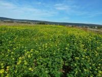 Pola gorczycy prezentują się malowniczo