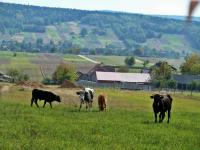Trzy krowki i jeden byczek