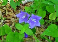 Rozwar wielokwiatowy