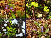 Takie śliczności rosną w Ojcowskim Parku Narodowym