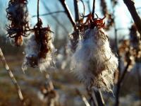 Coś jakby wełnianego... też cudeńko;-)