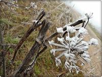 Koperkowy raj- szadzią malowany