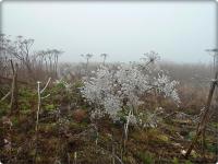 Koperkowe królestwo