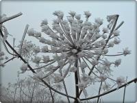 Koperkowe królestwo