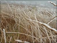 Trawy wymalowane szadzią prezentowały się bardzo pięknie