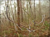 Pajęczynka niczym kolia