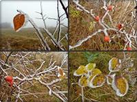 W drodze na Zelejową- złota polska jesień, szadzią malowana