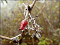 Szadziowe skarby na Zelejowej