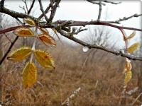 Uroda bajkowego poranka