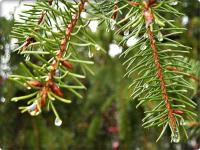 Wchodzimy do "kropelkowe świata"