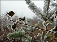 Igiełki sosny i listeczki