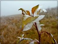 Uroda bajkowego poranka