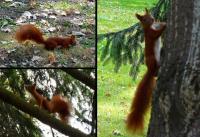  WIEWIÓRECZKA RUDA KITKA- mała śliczna spryciara;-)))