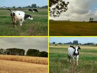 Swojskie klimaty :-)