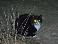 Kot obserwator... chyba był zdziwiony co mu tu robimy...