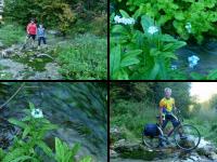 LANSIK NA WYWIERZYSKU I PATRZCIE... NIEZAPOMINAJKI;-))))