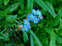 NIEZAPOMINAJKI TO SĄ KWIATKI Z BAJKI...