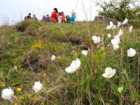 zawilce wielkokwiatowe