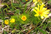 miłek wiosenny, aż miło