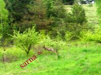 tylko jedna z saren dała się "ustrzelić"