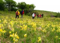 bogactwo dzikich pierwiosnków