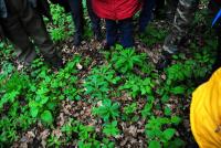 lilie wkrótce zakwitną