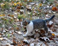 Kotek goni grupę turystów