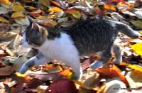 ... pośród liści spadłych z drzewa...