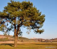 Za tym drzewem już Chęciny