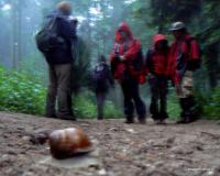 zdjęcie poruszone, bo ślimak był za szybki