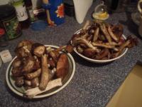 Nasze grzybobranie :)