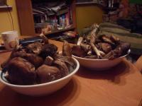 Nasze grzybobranie :)