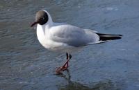 Mewa śmieszka w kieleckim parku 