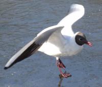 Mewa śmieszka w kieleckim parku 