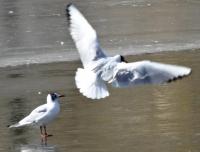 Mewa śmieszka w kieleckim parku 