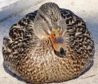 Mewa śmieszka w kieleckim parku 