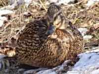 Mewa śmieszka w kieleckim parku 