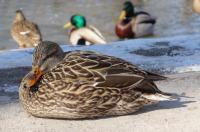 Mewa śmieszka w kieleckim parku 