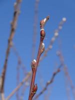Mewa śmieszka w kieleckim parku 