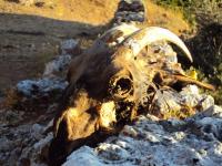 A to głowa w zbliżeniu :)