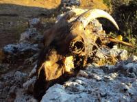 Tutaj mamy okazałą główkę :)