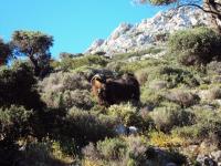 Jedna z kóz, więcej tu kóz niż ludzi :)
