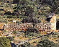 Kozy hodowlane na Krecie