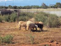 Kozy hodowlane na Krecie